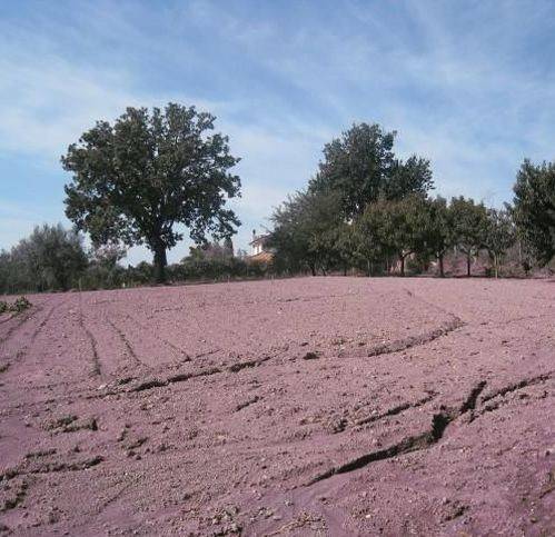 terreno agricolo in vendita a Montefiascone in zona Zepponami