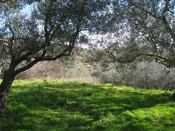 terreno edificabile in vendita a Montefiascone