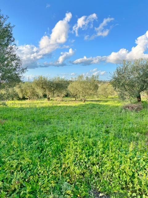terreno agricolo in vendita a Montefiascone