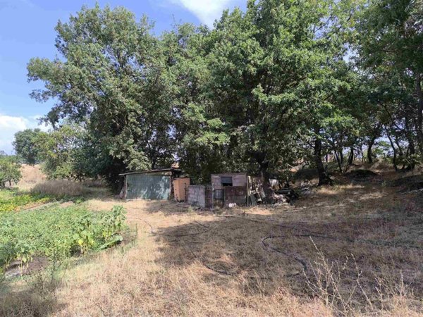 azienda agricola in vendita a Montefiascone in zona Cipollone