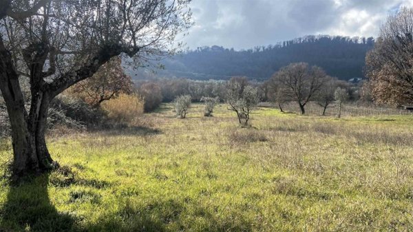 terreno agricolo in vendita a Montefiascone