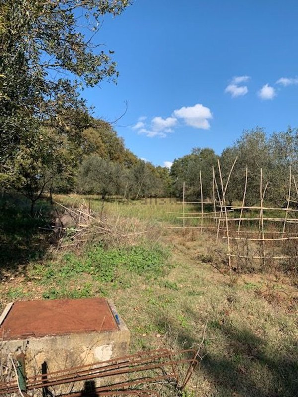 terreno agricolo in vendita a Montefiascone