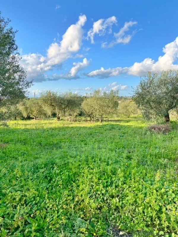 terreno agricolo in vendita a Montefiascone
