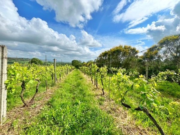 terreno agricolo in vendita a Montefiascone