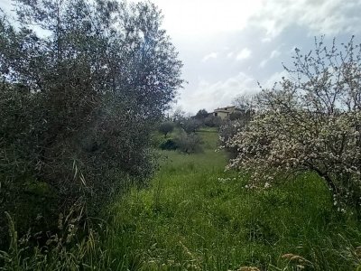 terreno agricolo in vendita a Montefiascone