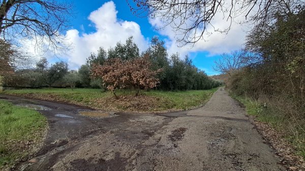 terreno agricolo in vendita a Montefiascone