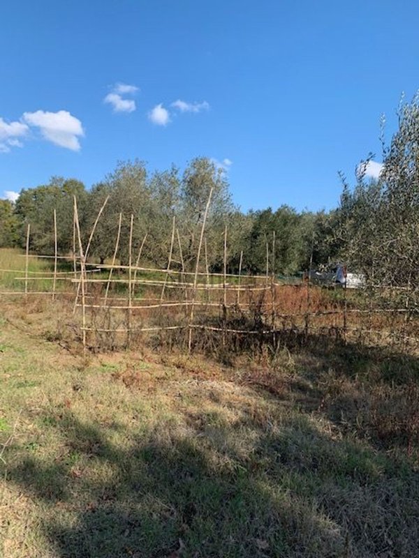 terreno agricolo in vendita a Montefiascone