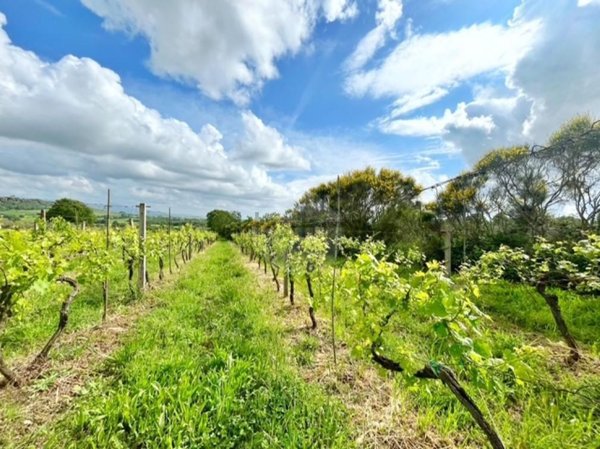 terreno agricolo in vendita a Montefiascone
