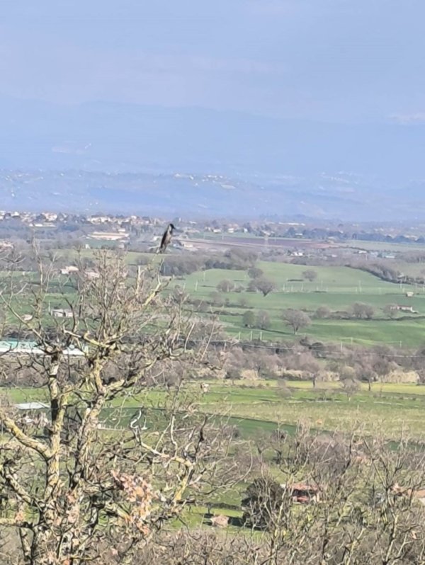 casa indipendente in vendita a Montefiascone in zona Zepponami