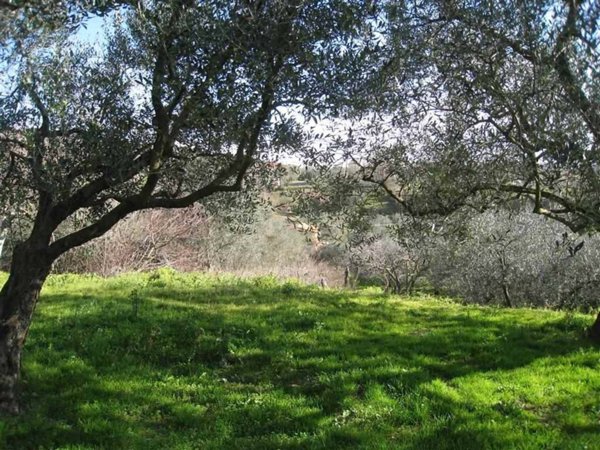 terreno agricolo in vendita a Montefiascone in zona Le Mosse