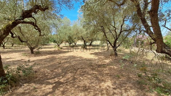 terreno agricolo in vendita a Montefiascone in zona Poggio Frusta