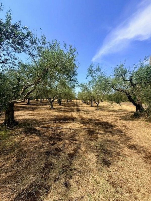 terreno agricolo in vendita a Montefiascone