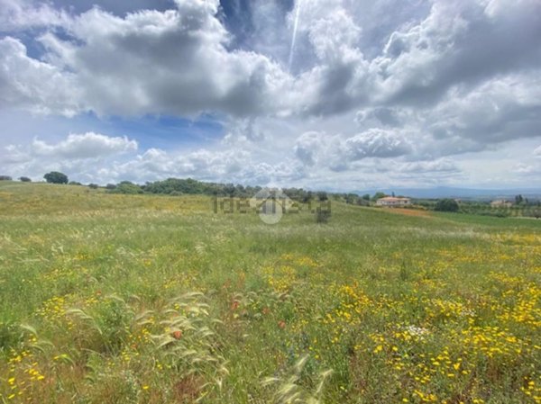 terreno agricolo in vendita a Montefiascone