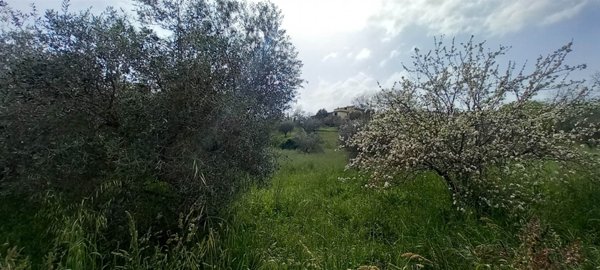 terreno agricolo in vendita a Montefiascone in zona Zepponami