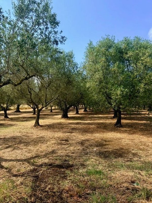 terreno in vendita a Montefiascone