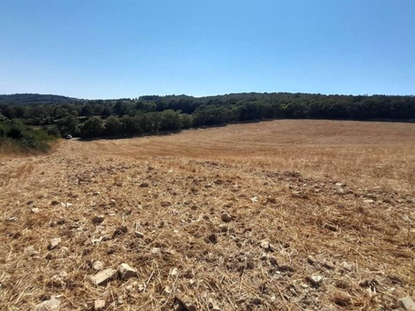 terreno agricolo in vendita a Monte Romano