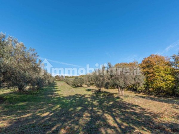 terreno agricolo in vendita a Monte Romano