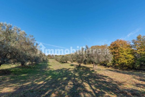 terreno agricolo in vendita a Monte Romano