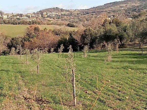 terreno agricolo in vendita a Monte Romano