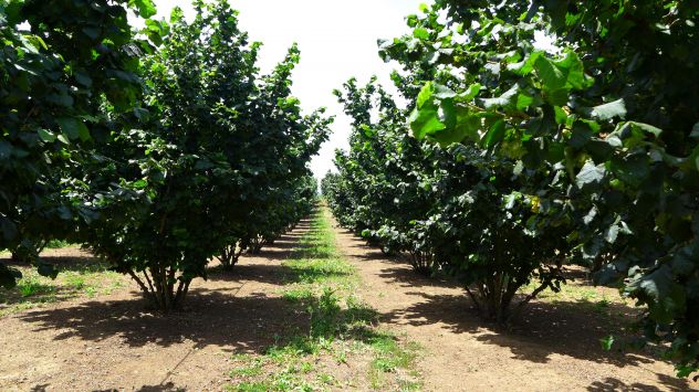 terreno agricolo in vendita a Monterosi