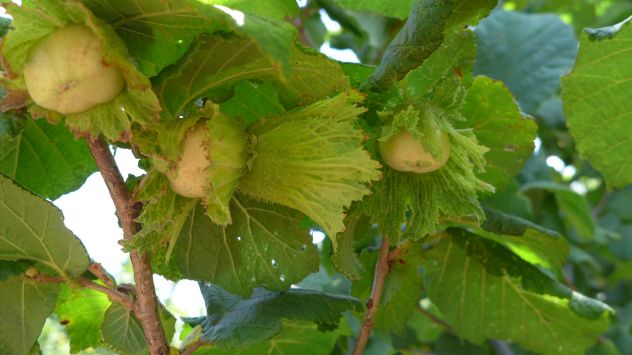 terreno agricolo in vendita a Monterosi