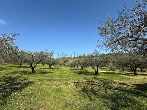 terreno agricolo in vendita a Monterosi
