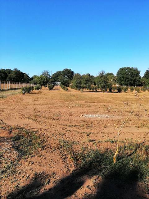 terreno agricolo in vendita a Nepi