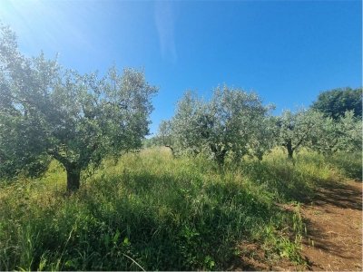terreno agricolo in vendita a Nepi