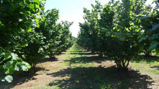 terreno agricolo in vendita a Nepi