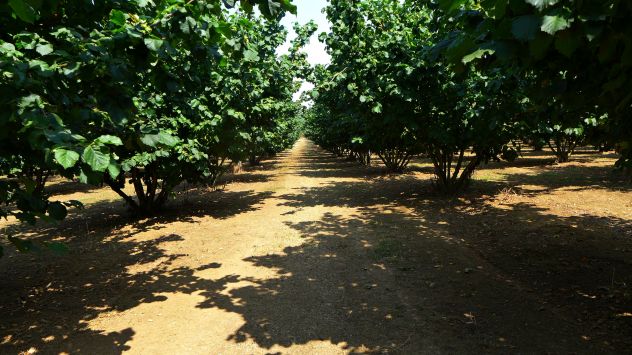 terreno agricolo in vendita a Nepi