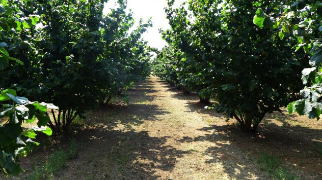 terreno agricolo in vendita a Nepi