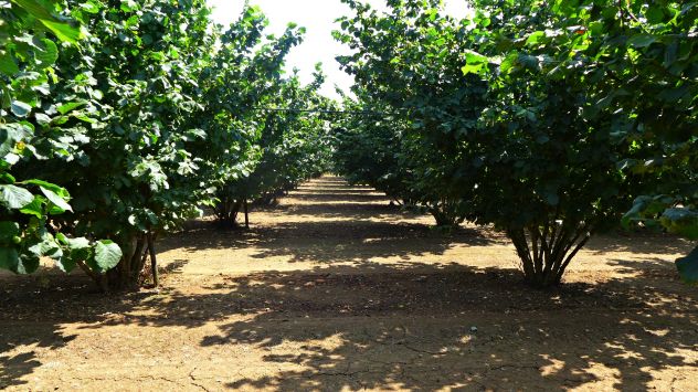 terreno agricolo in vendita a Nepi