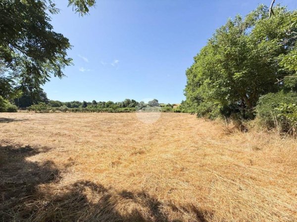 terreno agricolo in vendita a Nepi