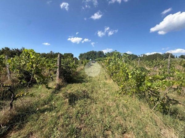 terreno agricolo in vendita a Nepi