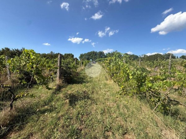 terreno agricolo in vendita a Nepi