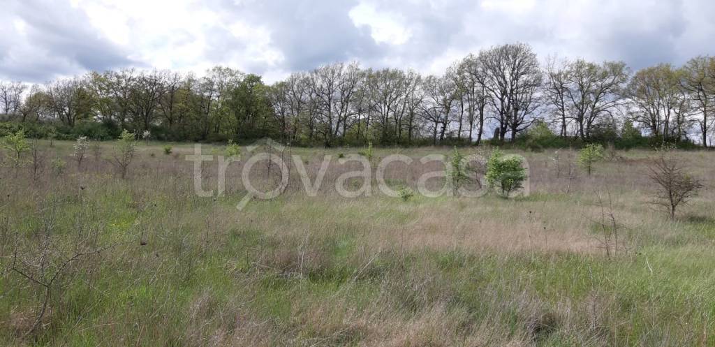 terreno agricolo in vendita a Nepi