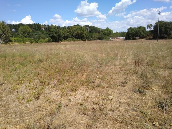 terreno agricolo in vendita a Nepi