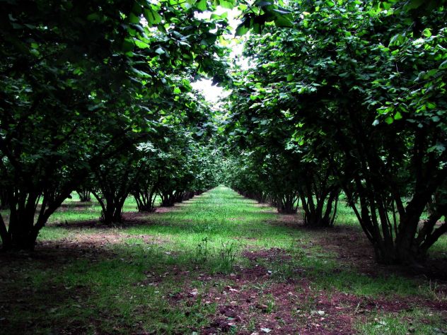 terreno agricolo in vendita a Nepi