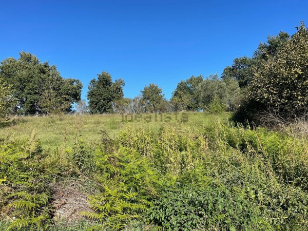 terreno edificabile in vendita a Nepi