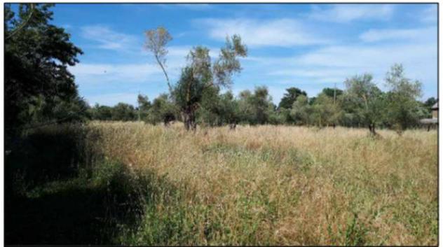 terreno agricolo in vendita a Nepi