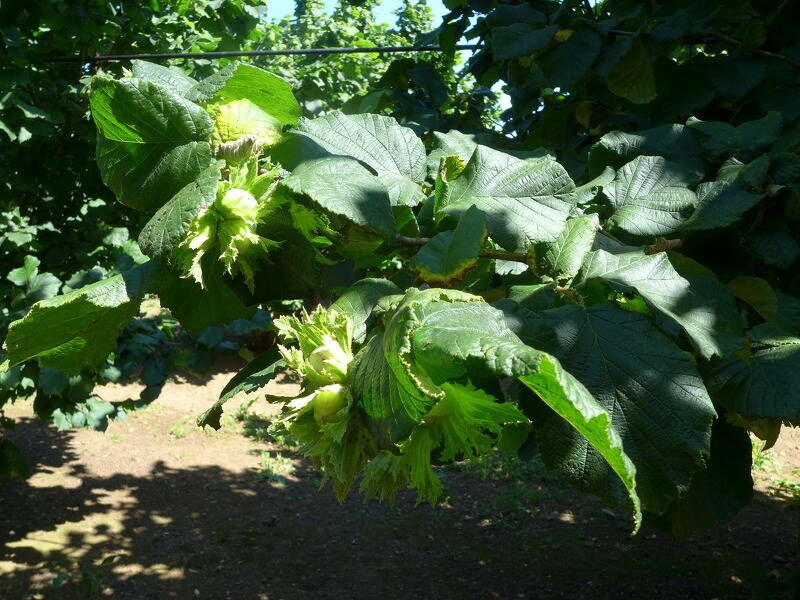 capannone in vendita a Nepi