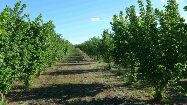 terreno agricolo in vendita a Nepi