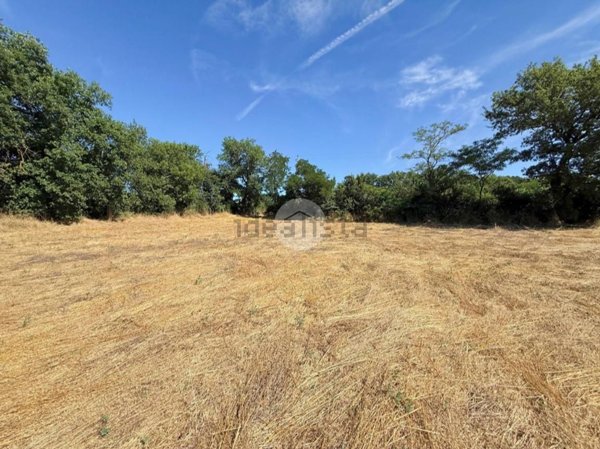 terreno agricolo in vendita a Nepi