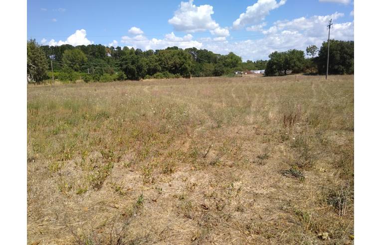 terreno agricolo in vendita a Nepi