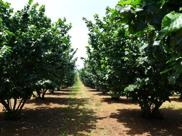 azienda agricola in vendita a Nepi