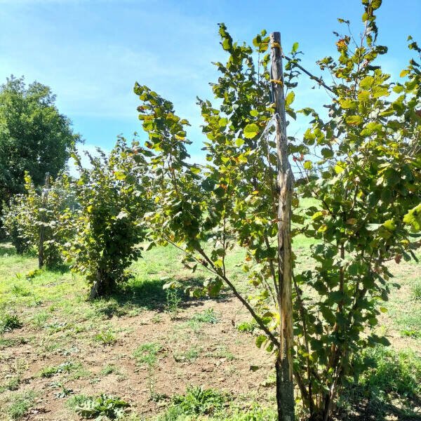 terreno agricolo in vendita a Nepi