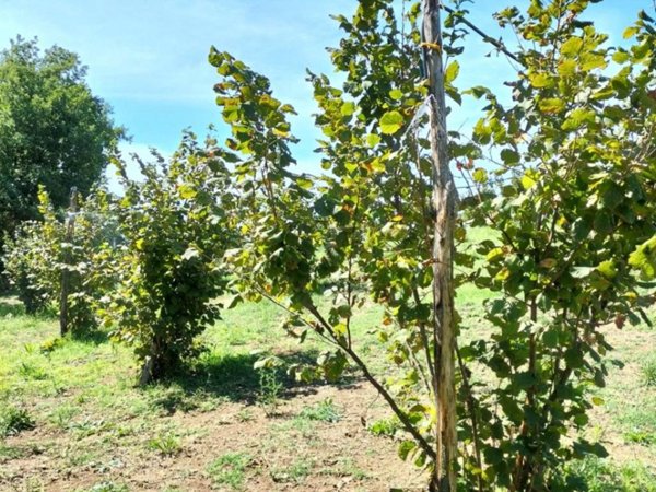 terreno agricolo in vendita a Nepi