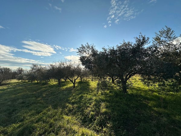 terreno agricolo in vendita a Nepi