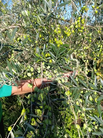 terreno agricolo in vendita ad Oriolo Romano