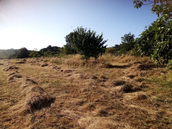 terreno agricolo in vendita ad Oriolo Romano
